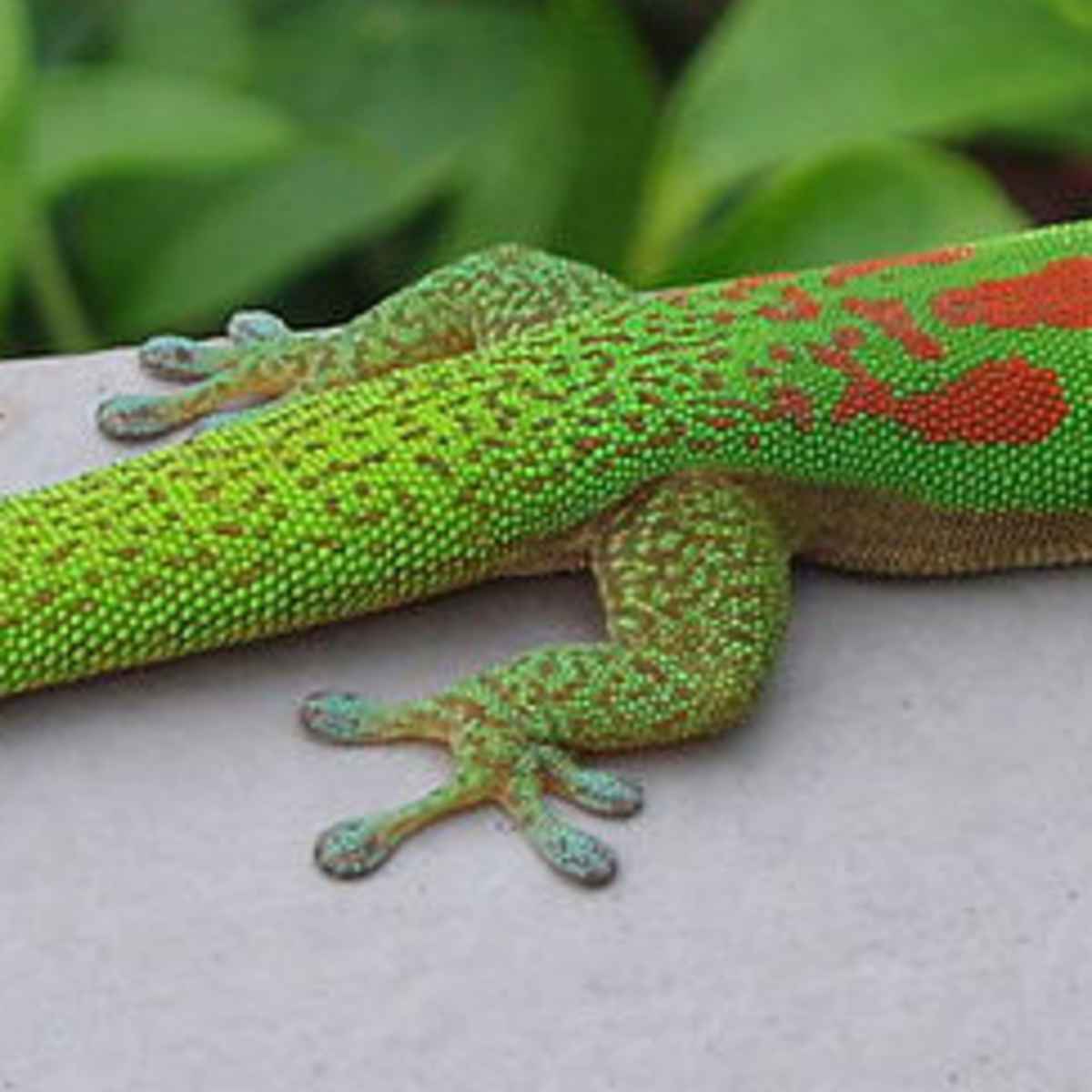 4 Different Types of Geckos That Make Great Pets - PetHelpful