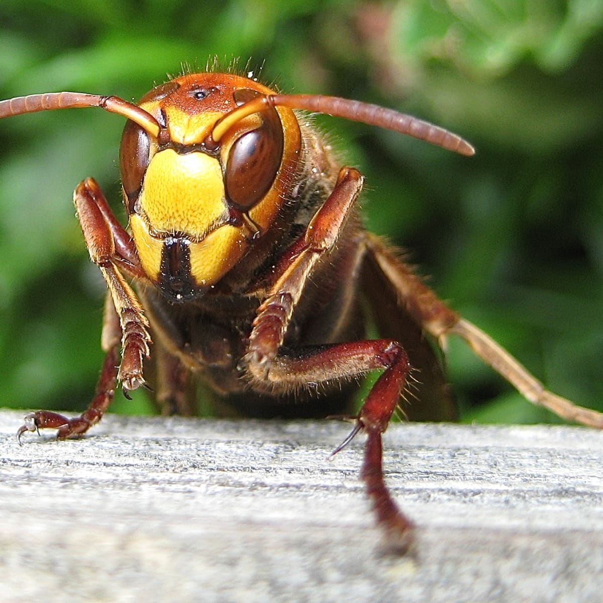Giant wasps are emerging across Pennsylvania, but they're native
