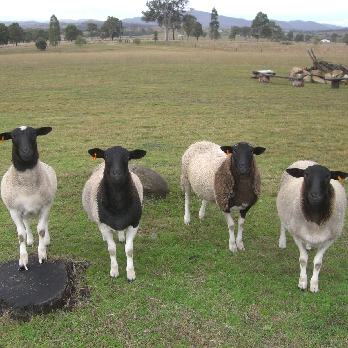 Preparing For Sheep On The Farm - The Elliott Homestead