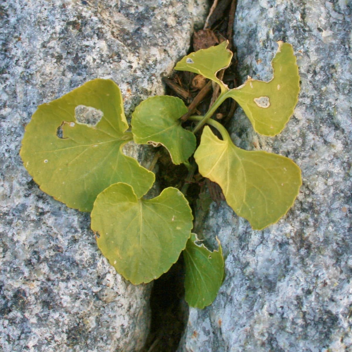 How to Get Rid of Weeds in Cracks Without Herbicide