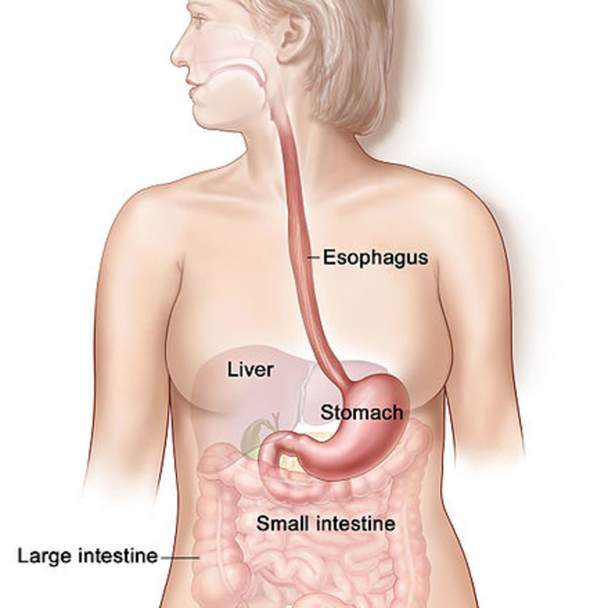 Swallowing Problems in the Elderly - HealthProAdvice