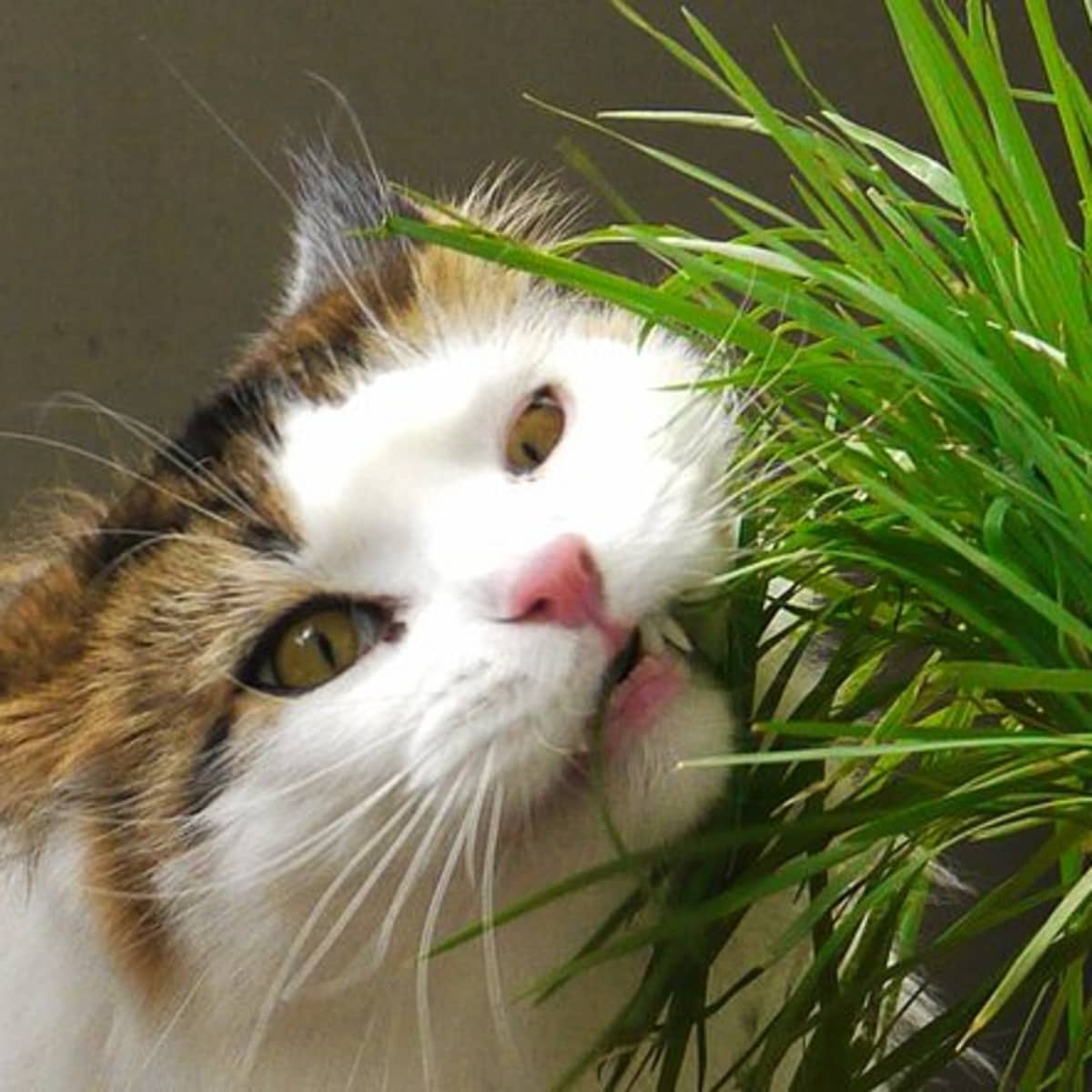 7 Plants That Could Kill Your Pet