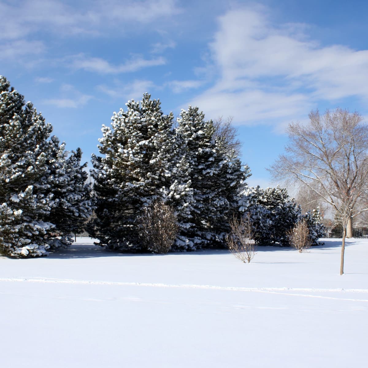Protecting Your Trees Through Winter