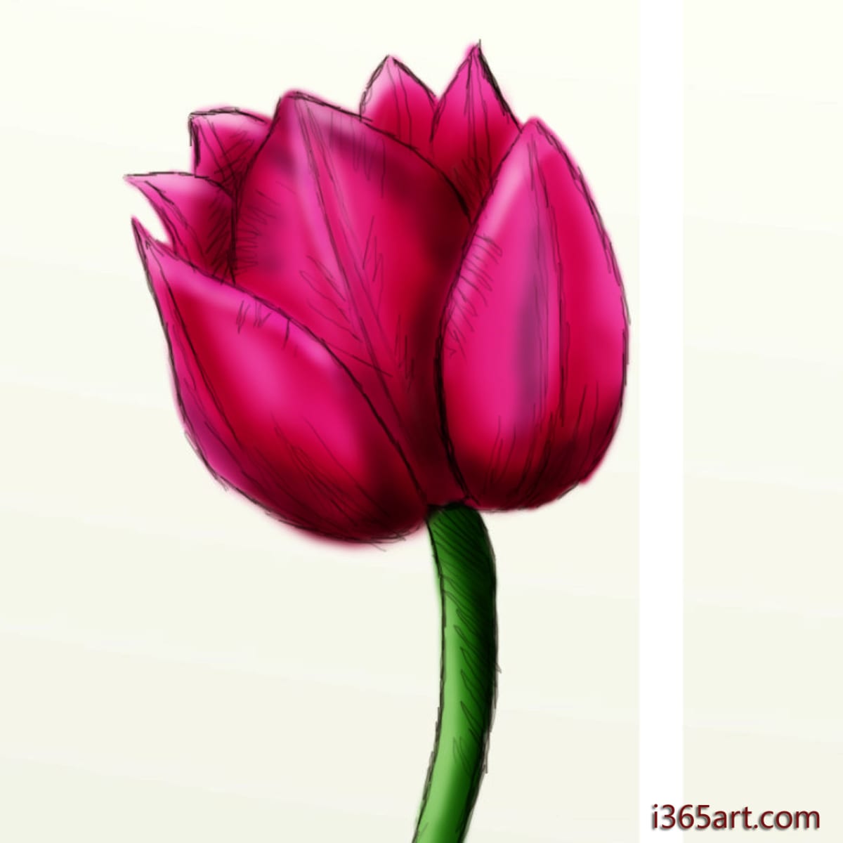 Passionale Tulip Bulbs - Triumph Tulips | Buy Online | Boston Bulbs
