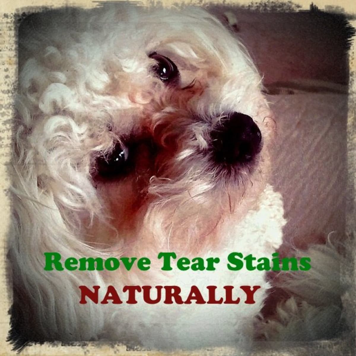 How To Naturally Remove Tear Stains From The Fur On Your Dog S Face Pethelpful