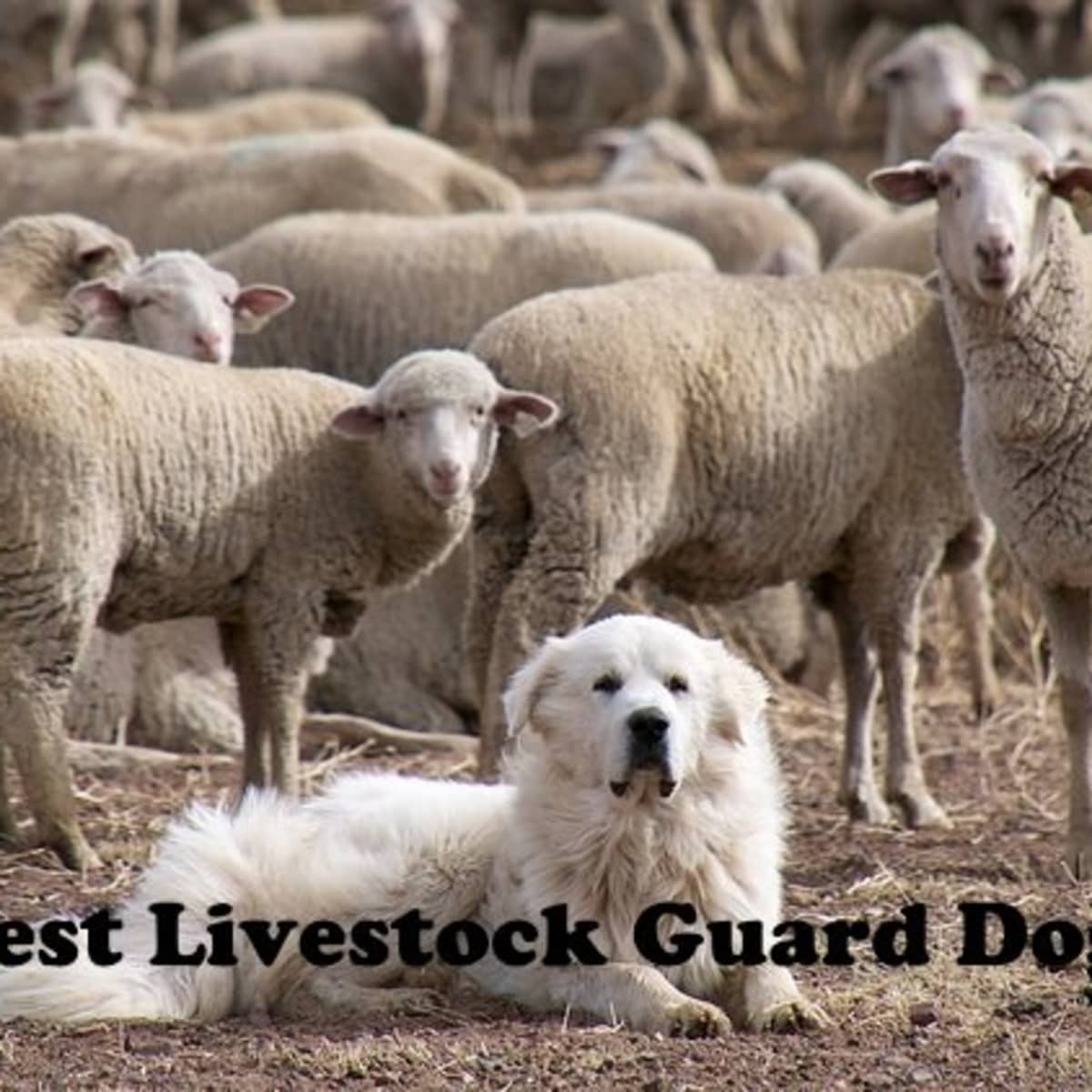 which dog breed is used for rounding up sheep