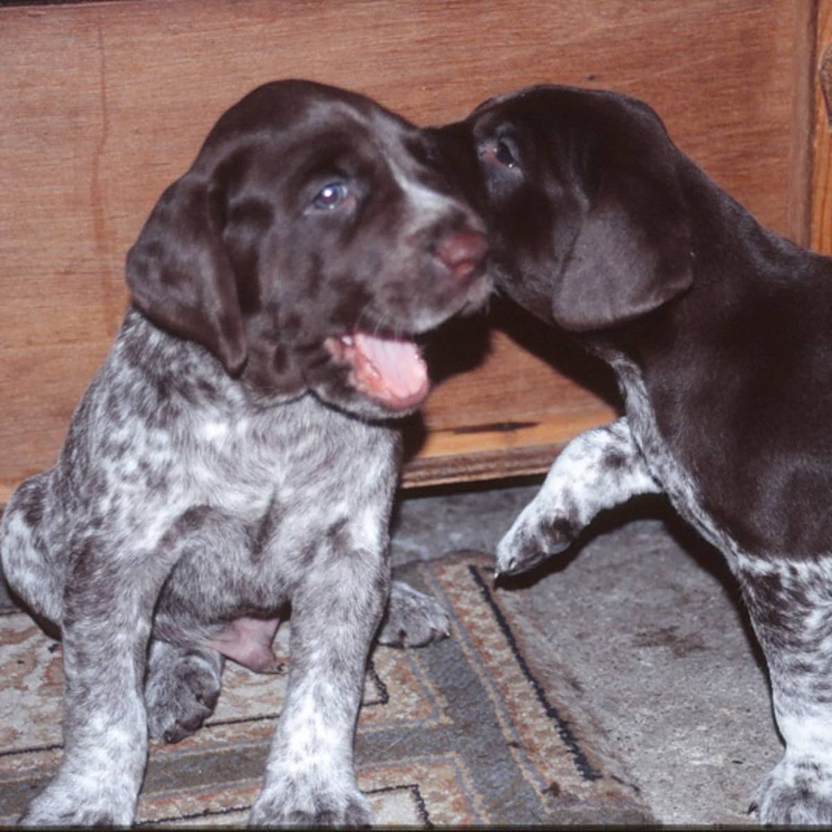 Facts About the German Shorthaired Pointer Dog Breed - PetHelpful