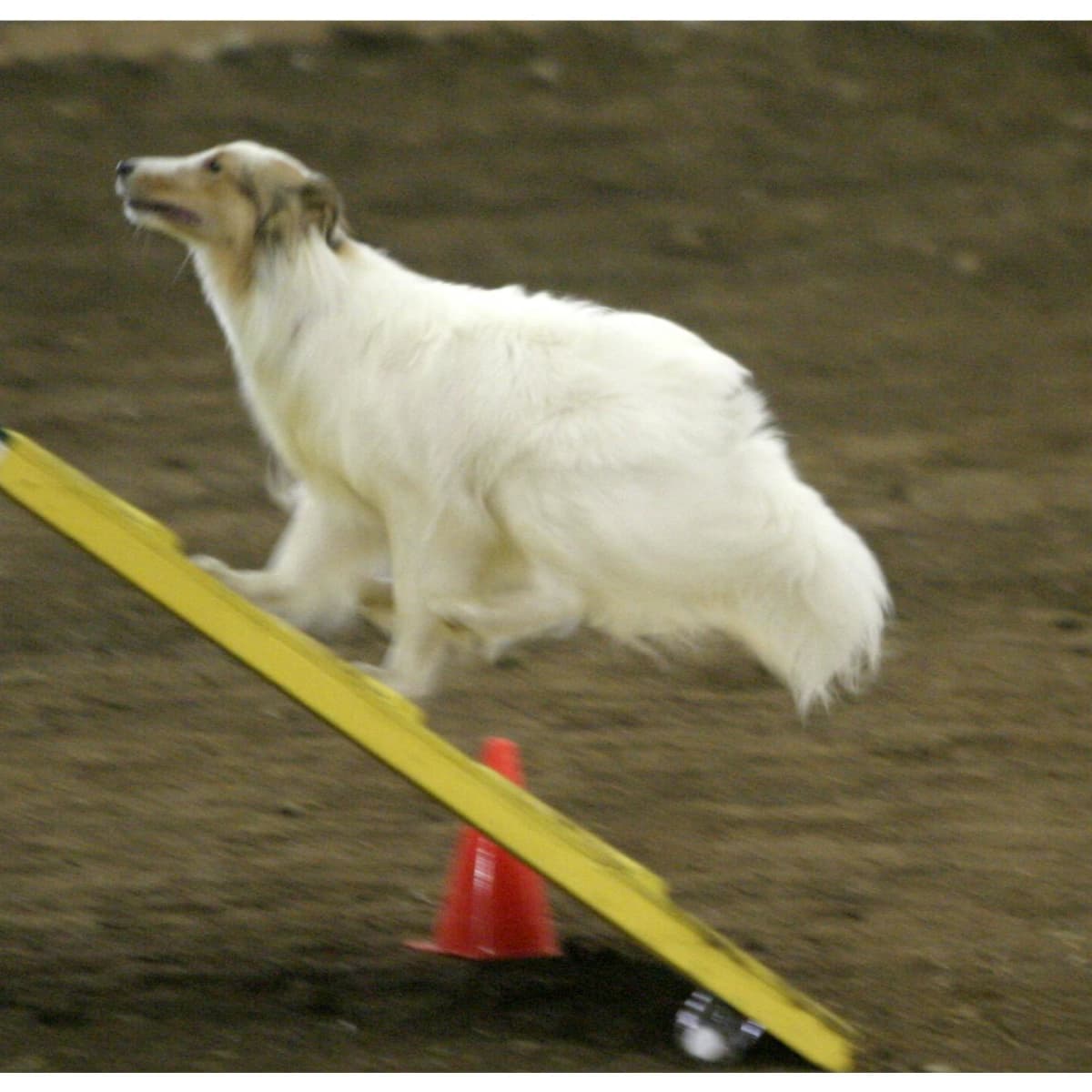 Dog Obstacle Confidence Course, would love to build such a fun