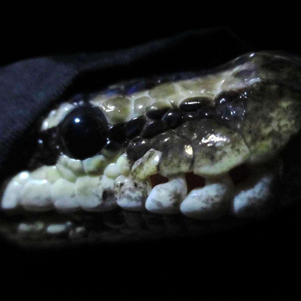 corn snake teeth size