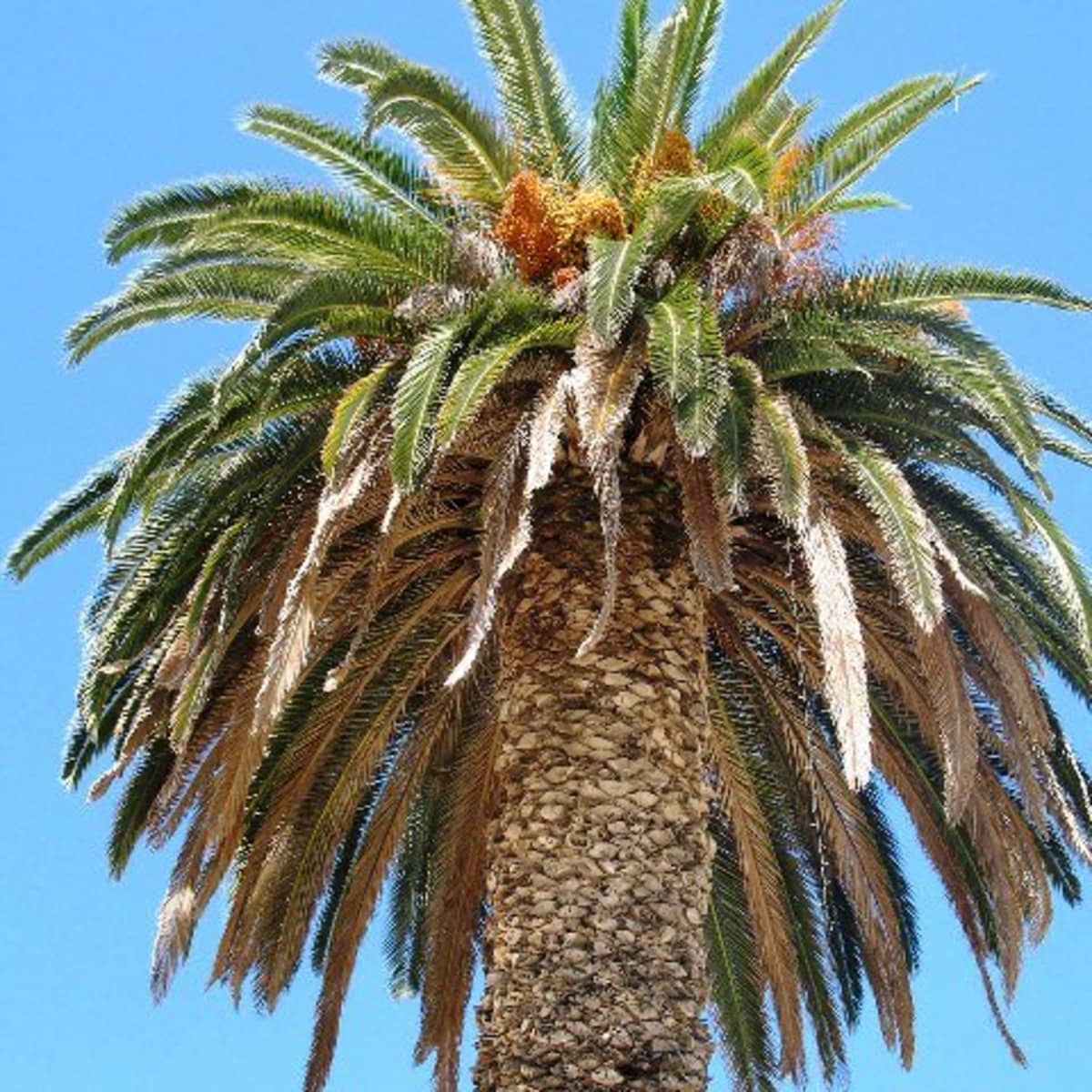 Palm tree fruit identification florida
