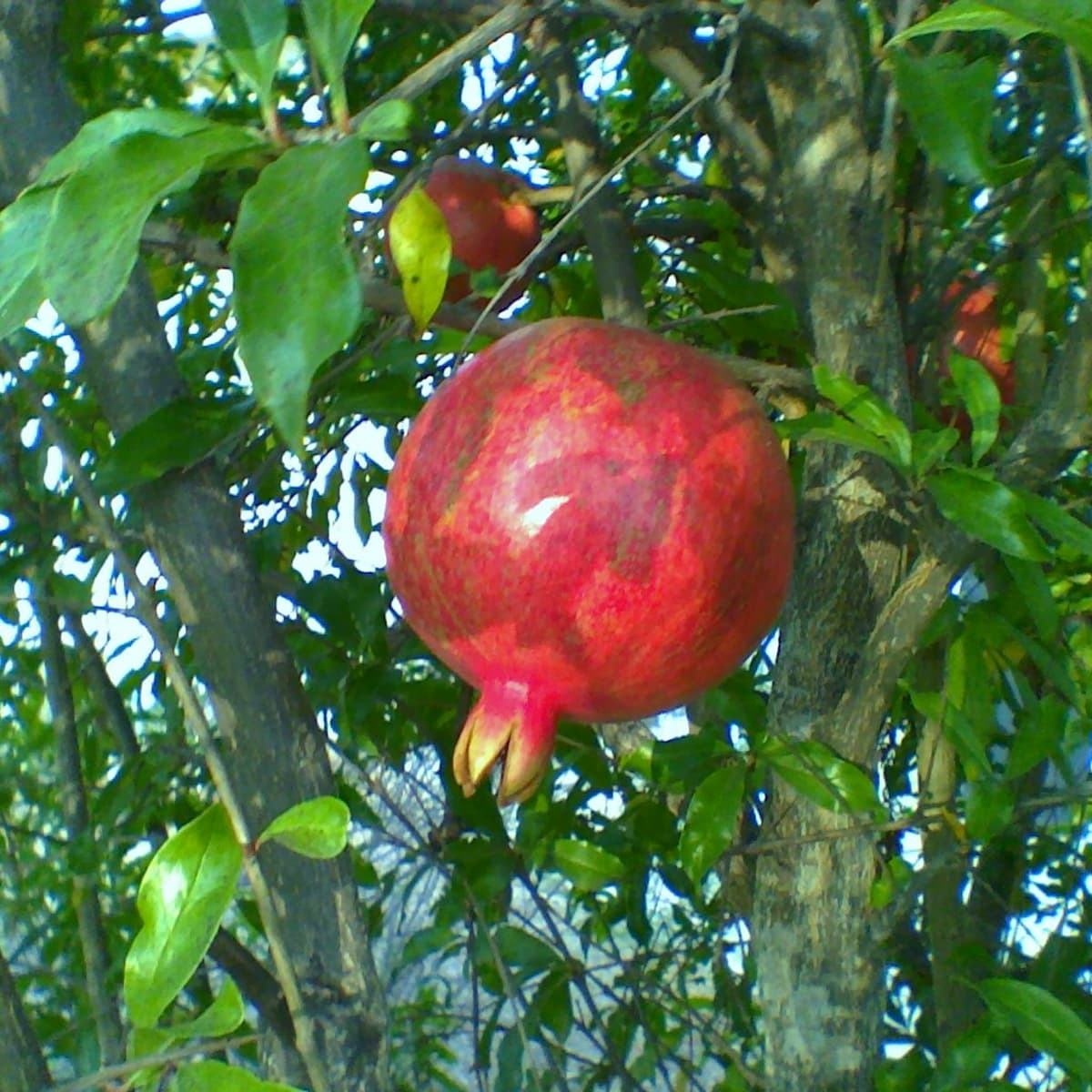 How to Grow Pomegranate Trees - Dengarden