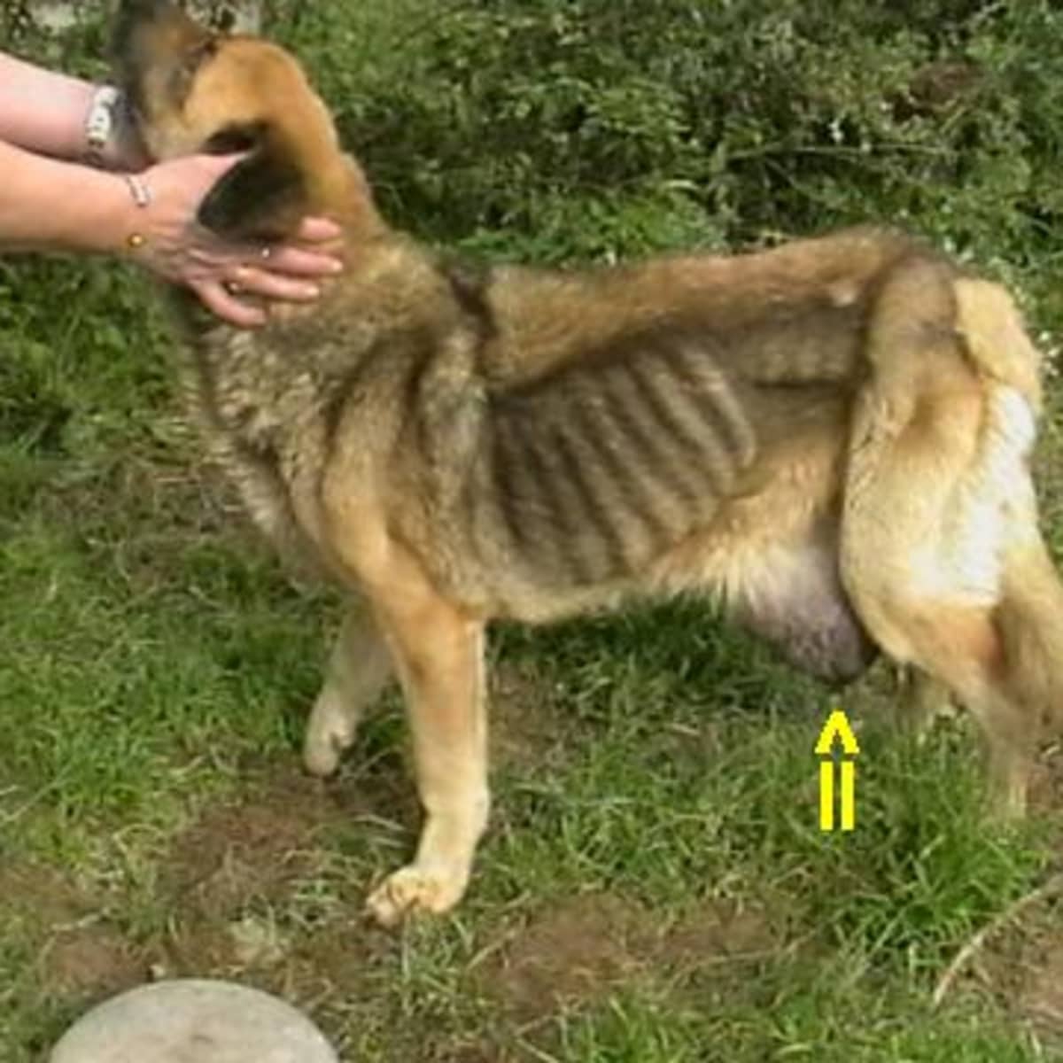 is mammary cancer in dogs painful