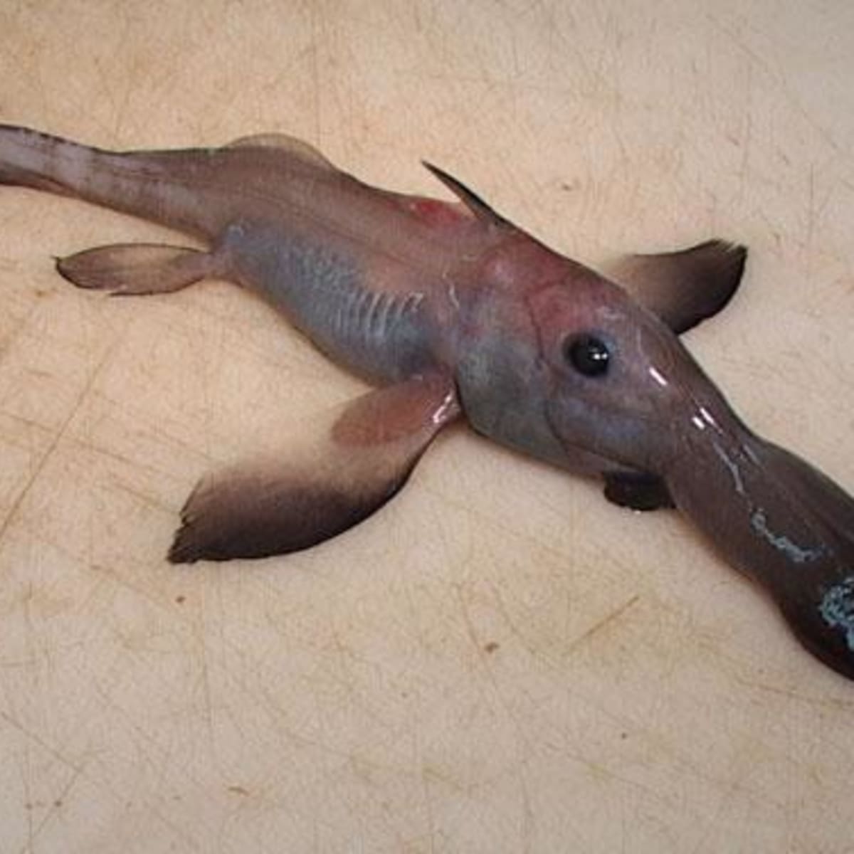 The Blob Fish!  Deep sea creatures, Weird animals, Weird creatures
