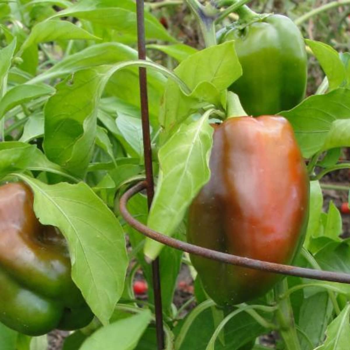 Here's Why You Won't Find a Green Pepper in a Bell Pepper Multi-Pack
