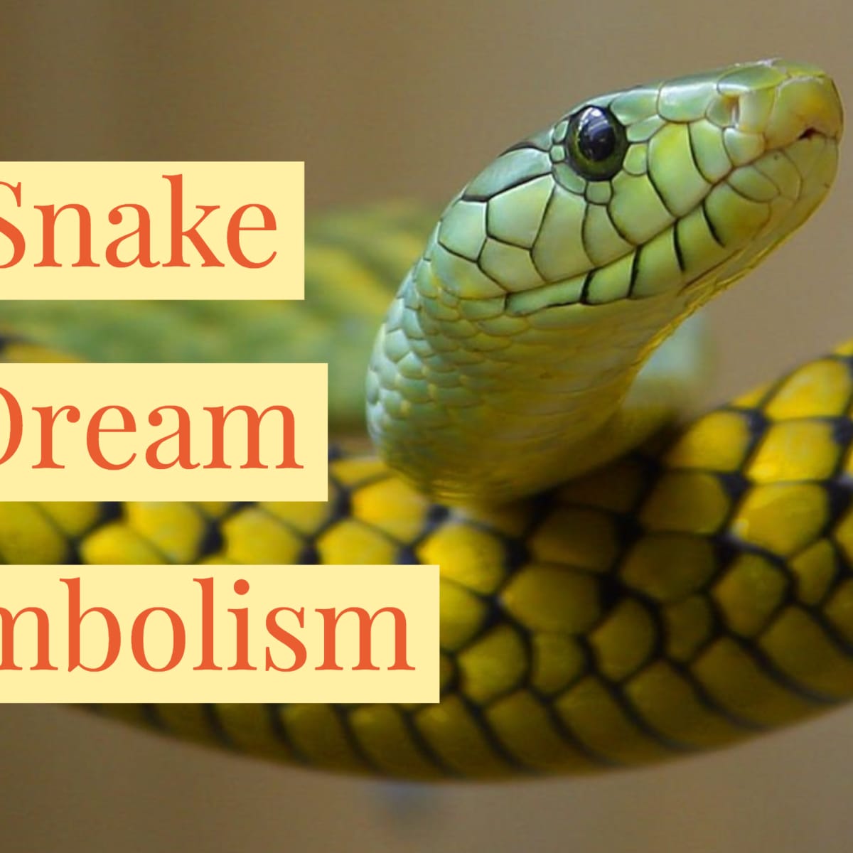 Snake Leg Dream Meaning 