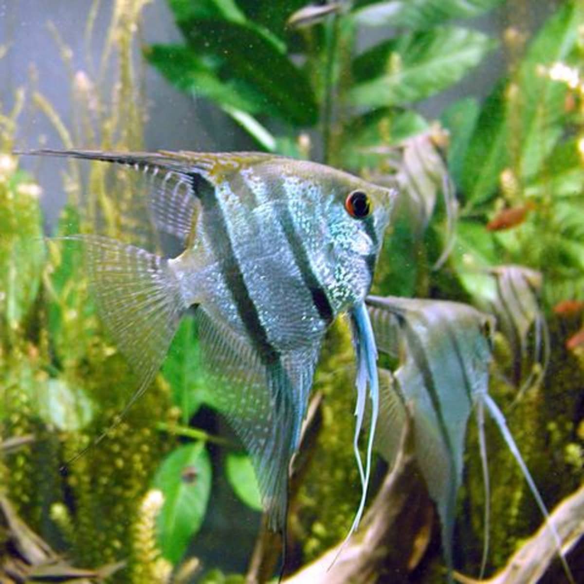 Semi-Aggressive Freshwater Fish for a Tropical Aquarium - PetHelpful