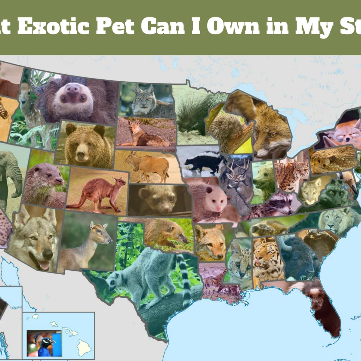 This Exotic Pet Is Legal in Your State - PetHelpful