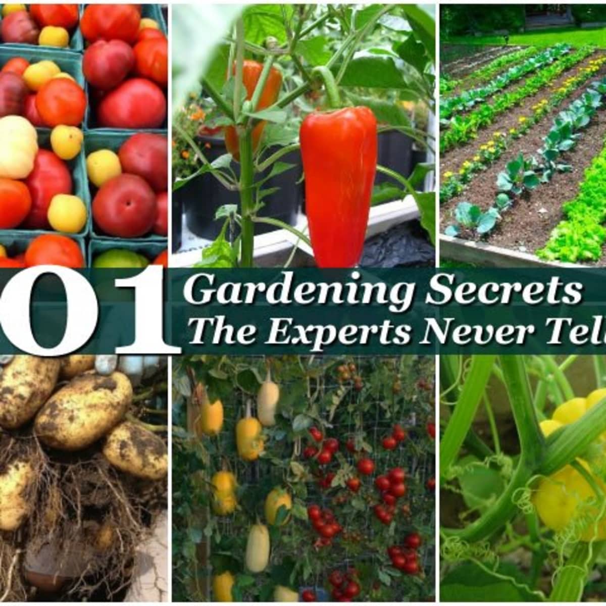 6 Secrets to Starting Your First Vegetable Garden Off Right