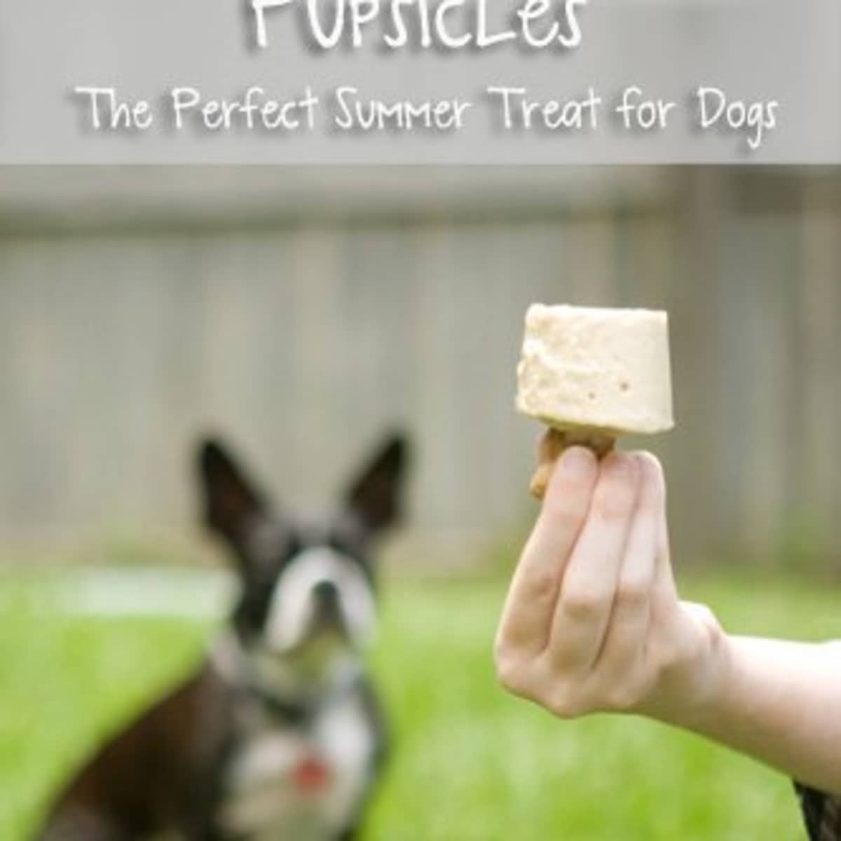 pupsicles recipe