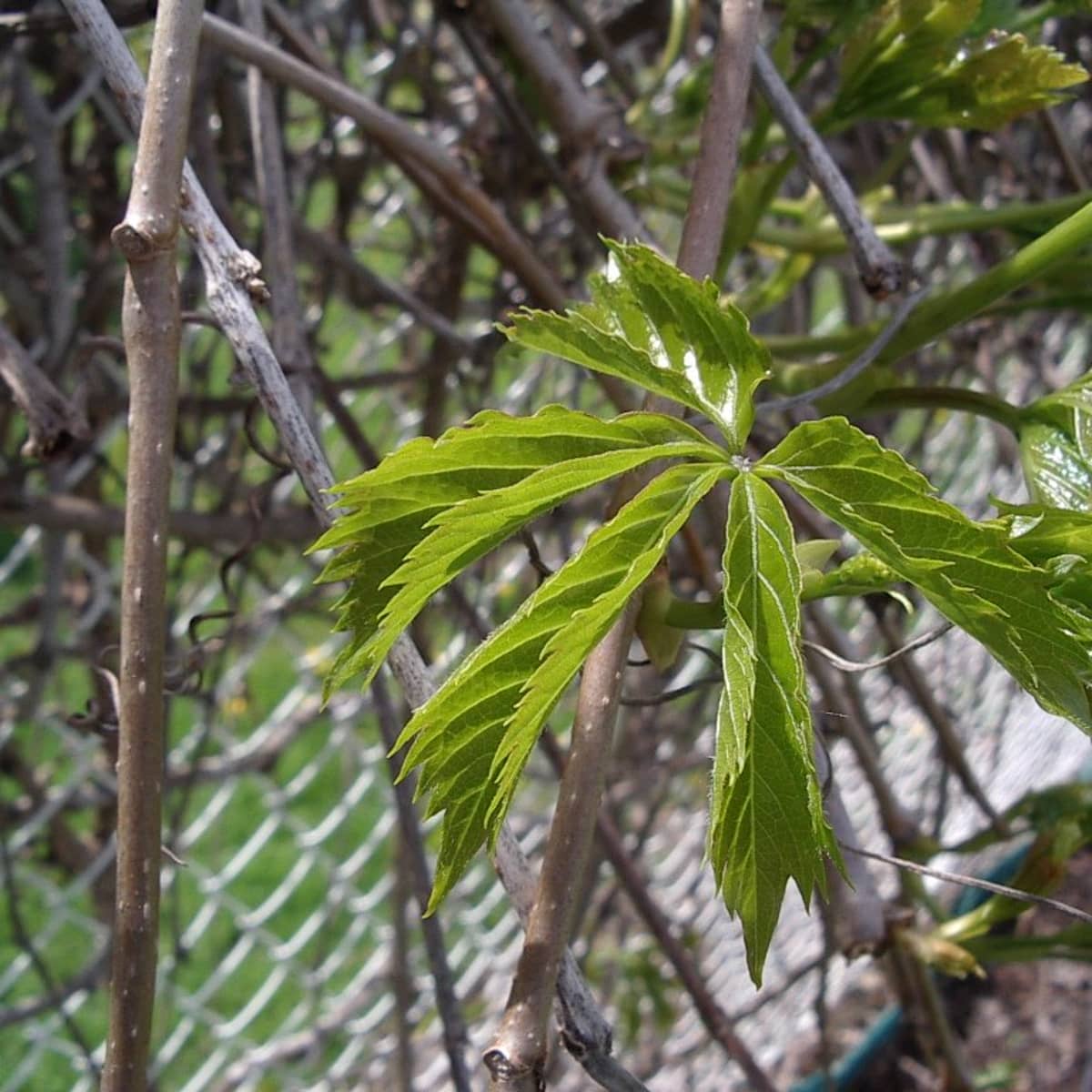 Planting Virginia Creeper Beware Dengarden Home And Garden