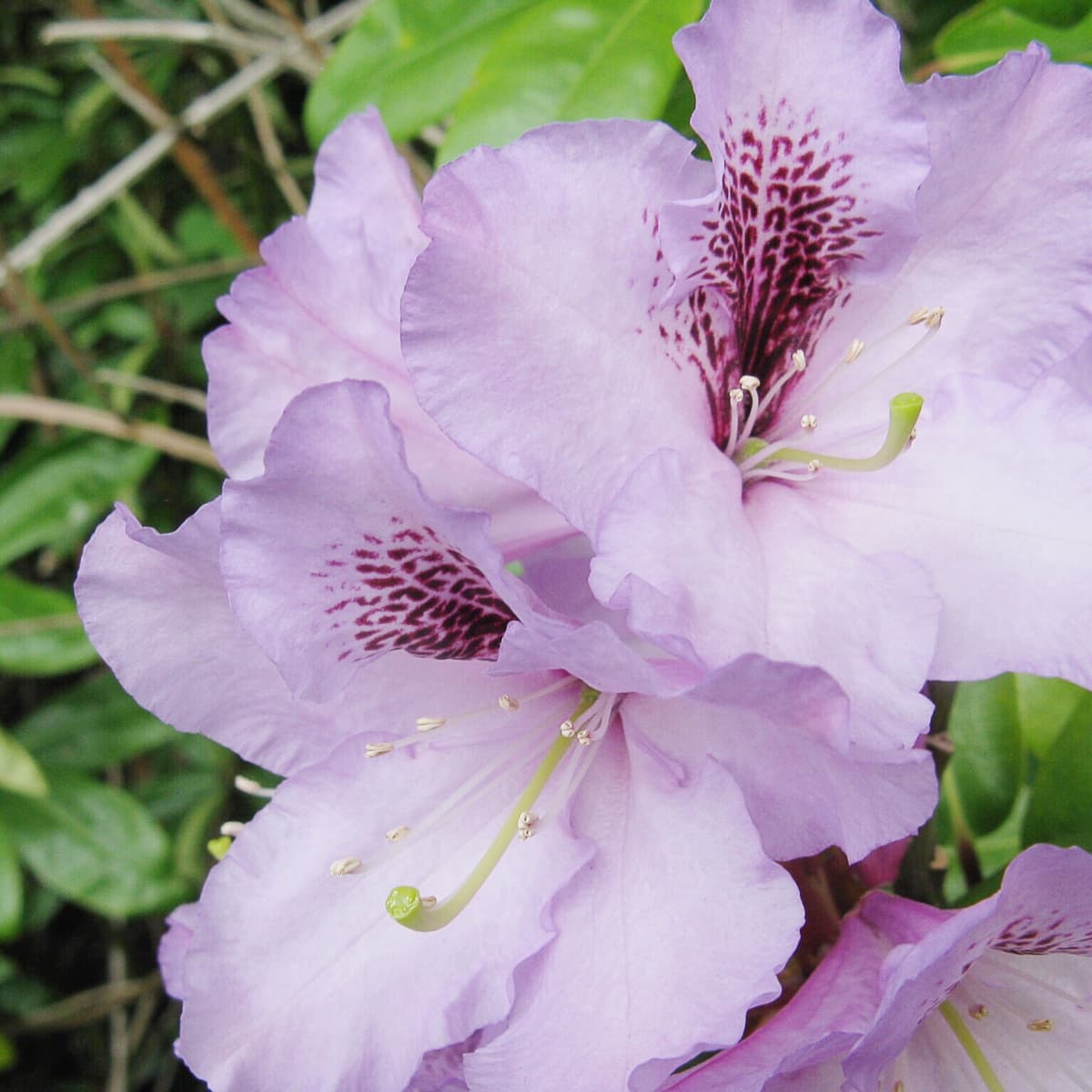 Rhododendron Plant Facts, Care - Dengarden