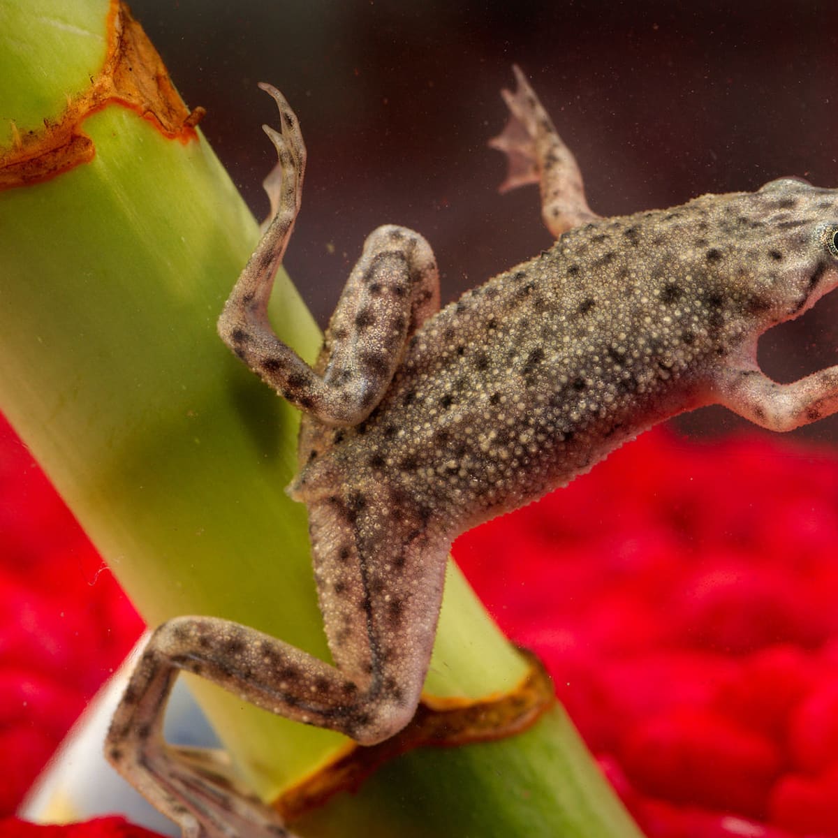 Signs Your African Dwarf Frog Is Dying - PetHelpful