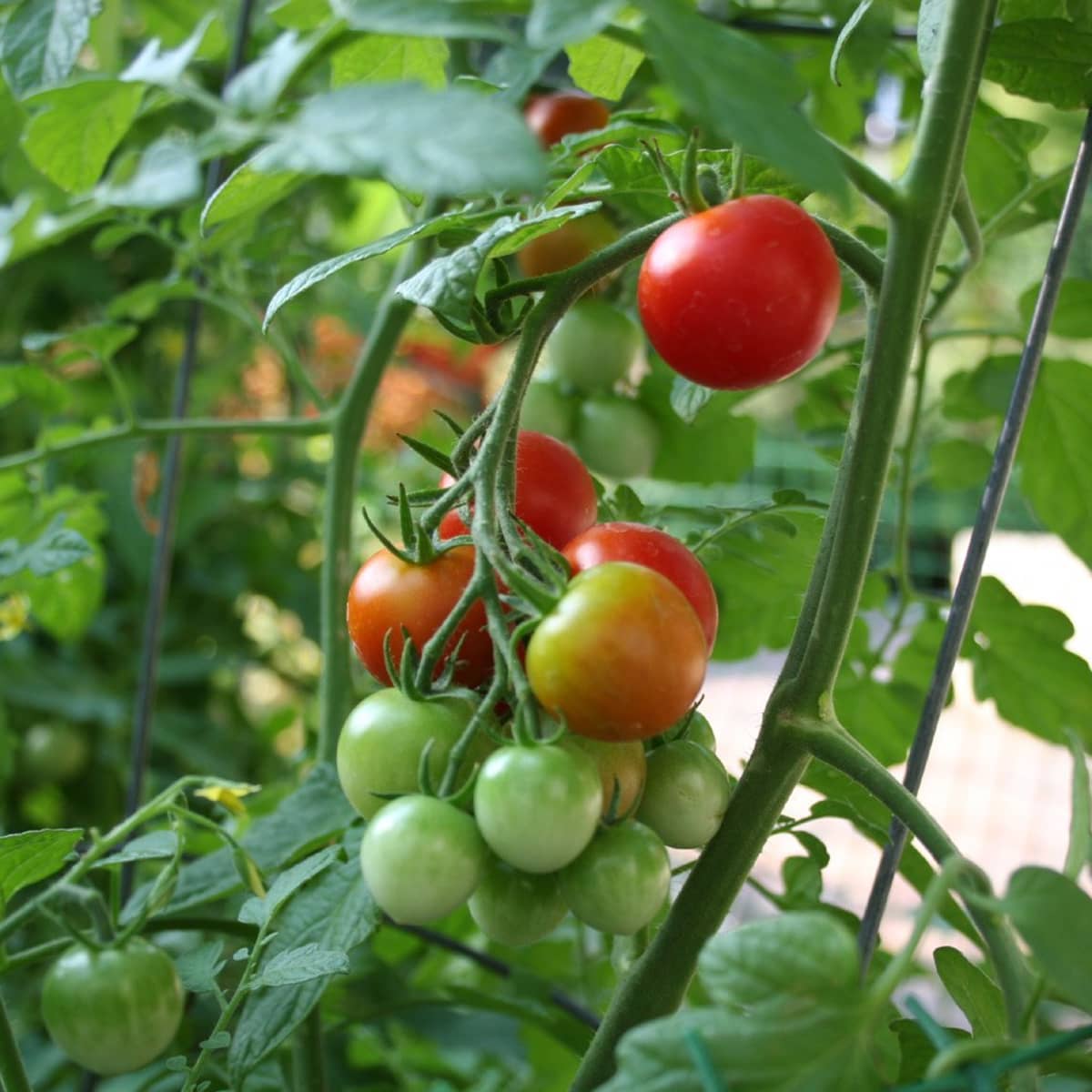 How to Grow Tomato Plants - HubPages