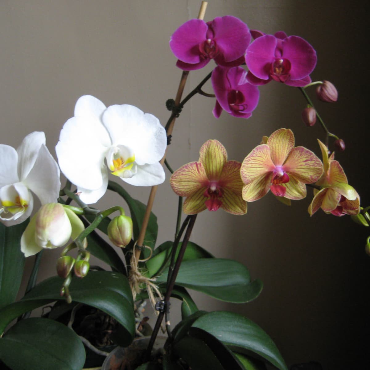 Easy Orchid for Beginners The Moth Orchid   Dengarden