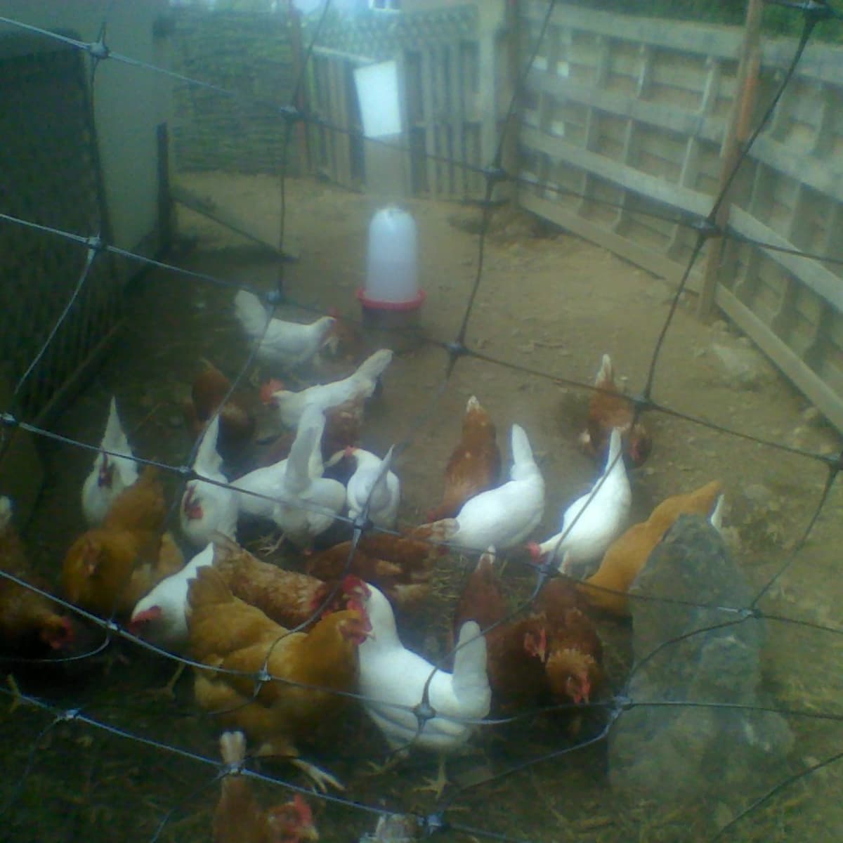 Building a Foundation Flock to Raise Backyard Chickens - PetHelpful