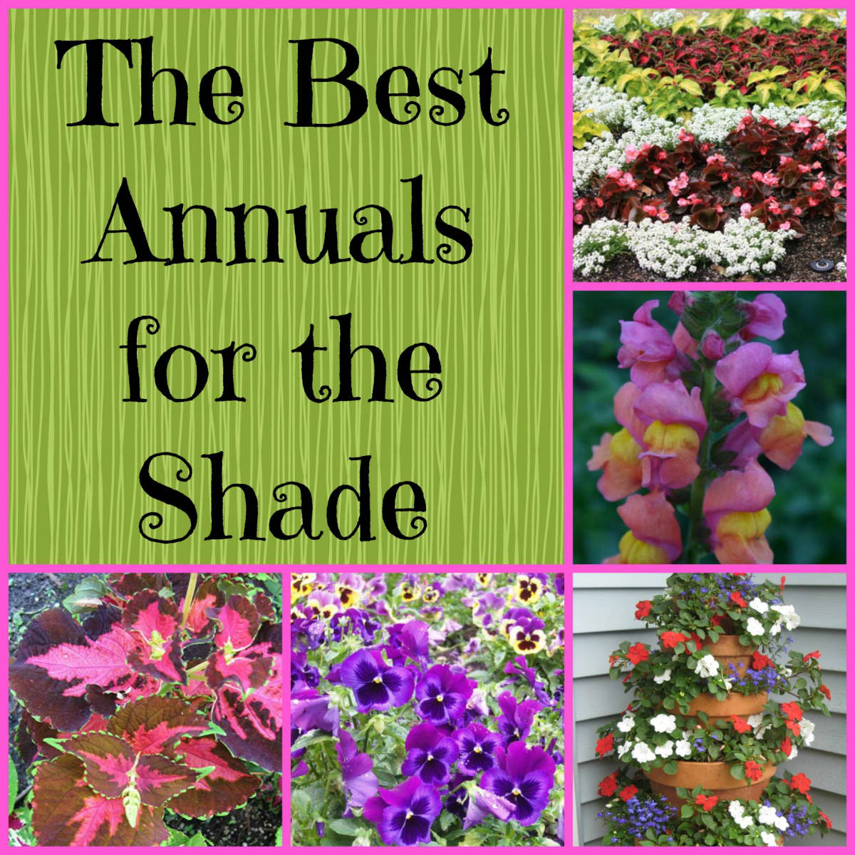 Gardening in the Shade 20 Annual Plants for Shady Areas   Dengarden