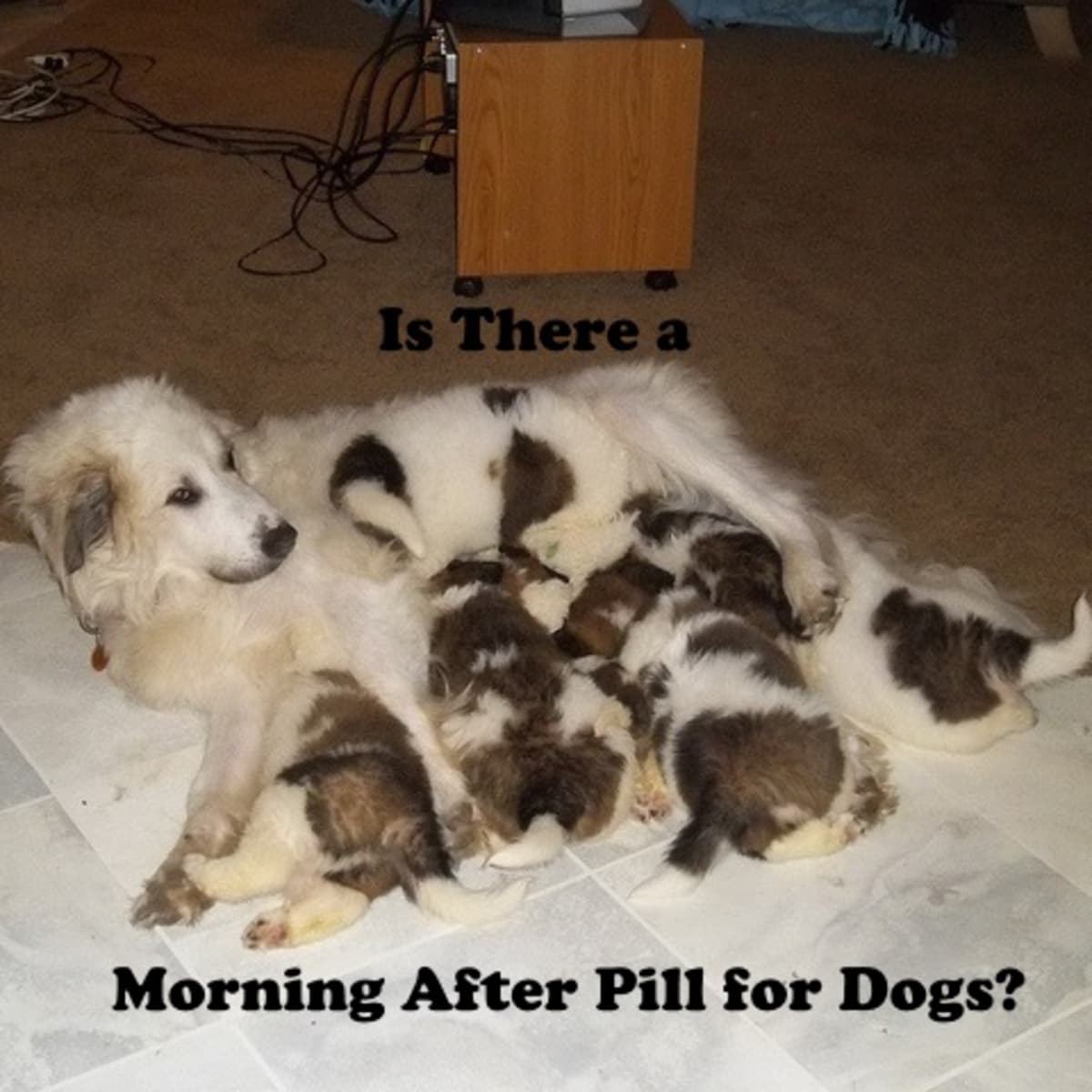 Is There A Morning After Pill Available For Dogs To Stop Pregnancy Pethelpful
