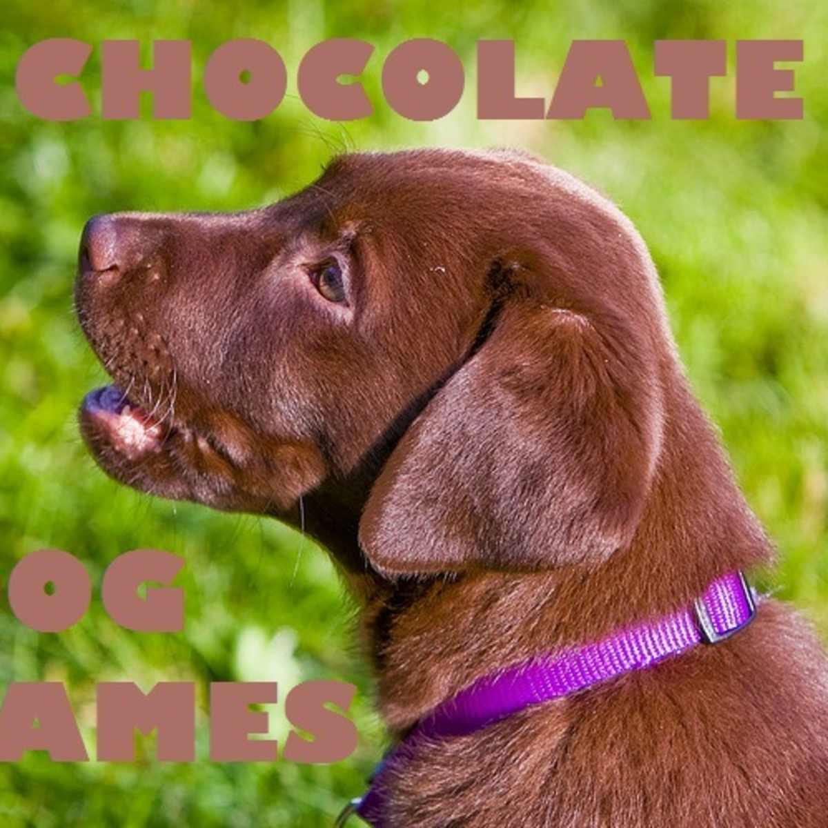How Bad Is Hershey Chocolate For Dogs