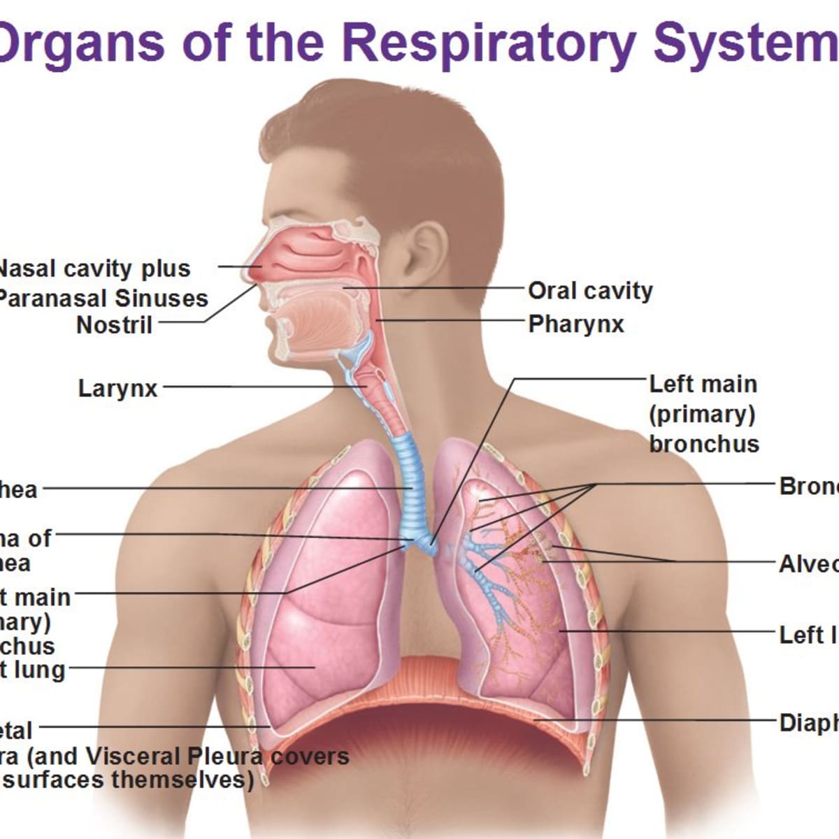 Draw a labelled diagram.a Respiratory systemb Digestive system