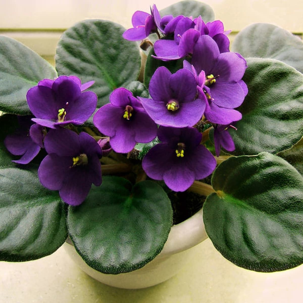Collection of Five Different African Violet Variety Plug Plants 