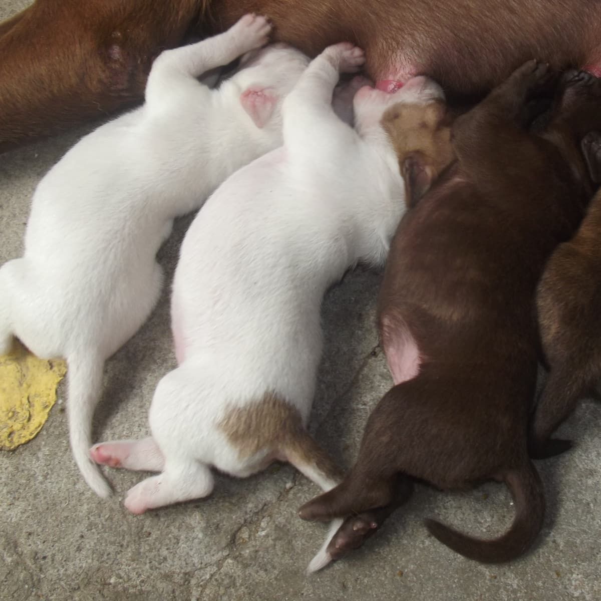 How to Help a Dog Produce More Milk for Her Puppies - PetHelpful