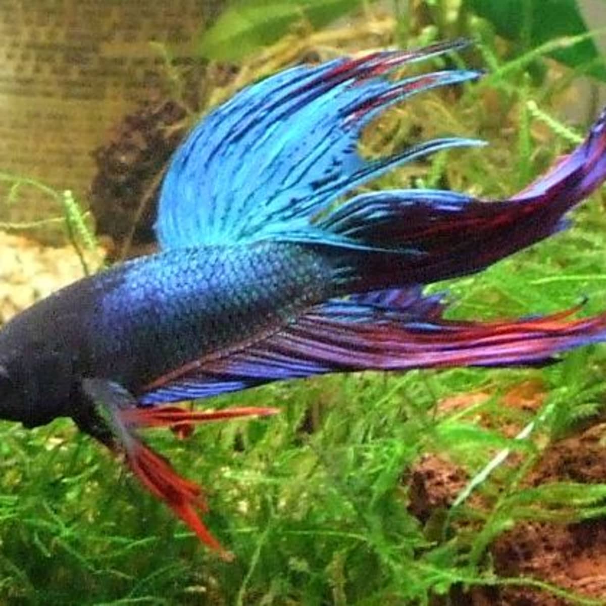 5 Best Fish For A Small Tank Pethelpful