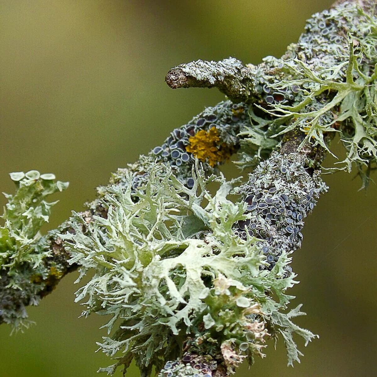 a lichen pink parazita)