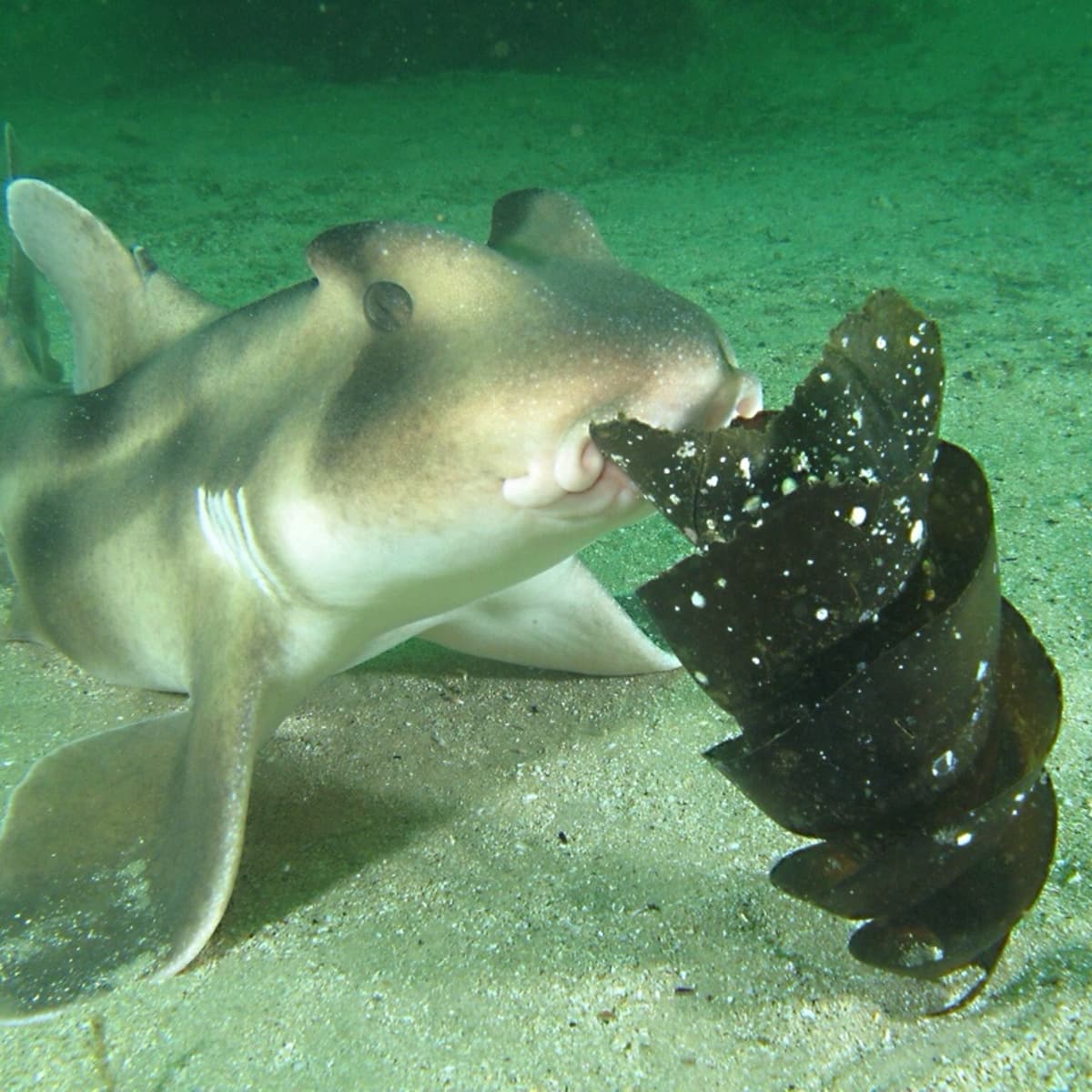 hammerhead shark eggs