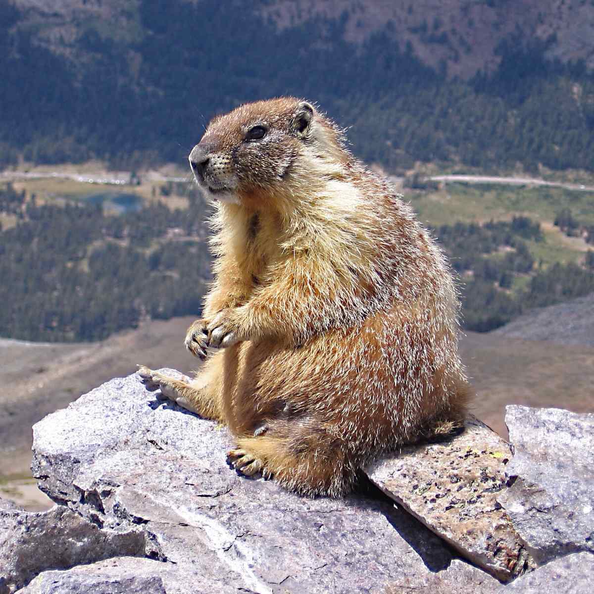 marmot west side