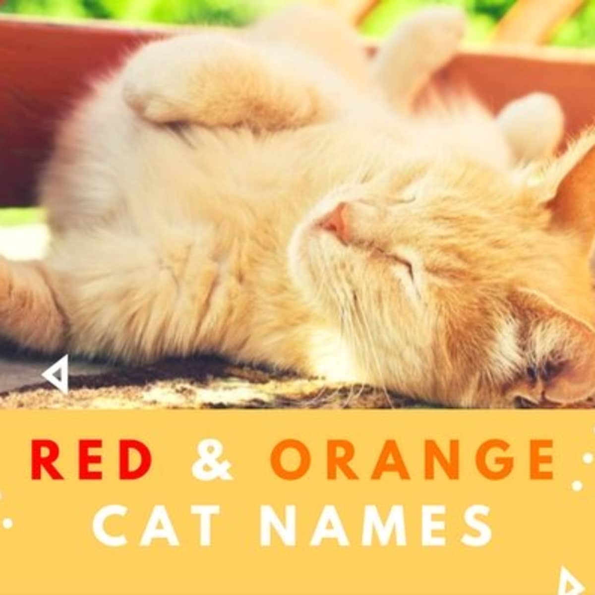 Orange Kitten Names Ideas