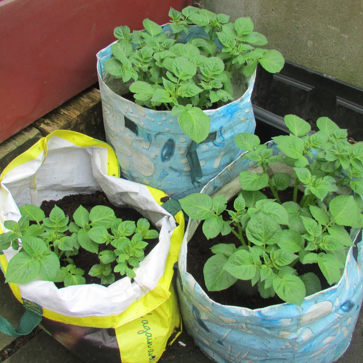 Growing Potatoes in Containers: Complete Beginner's Guide
