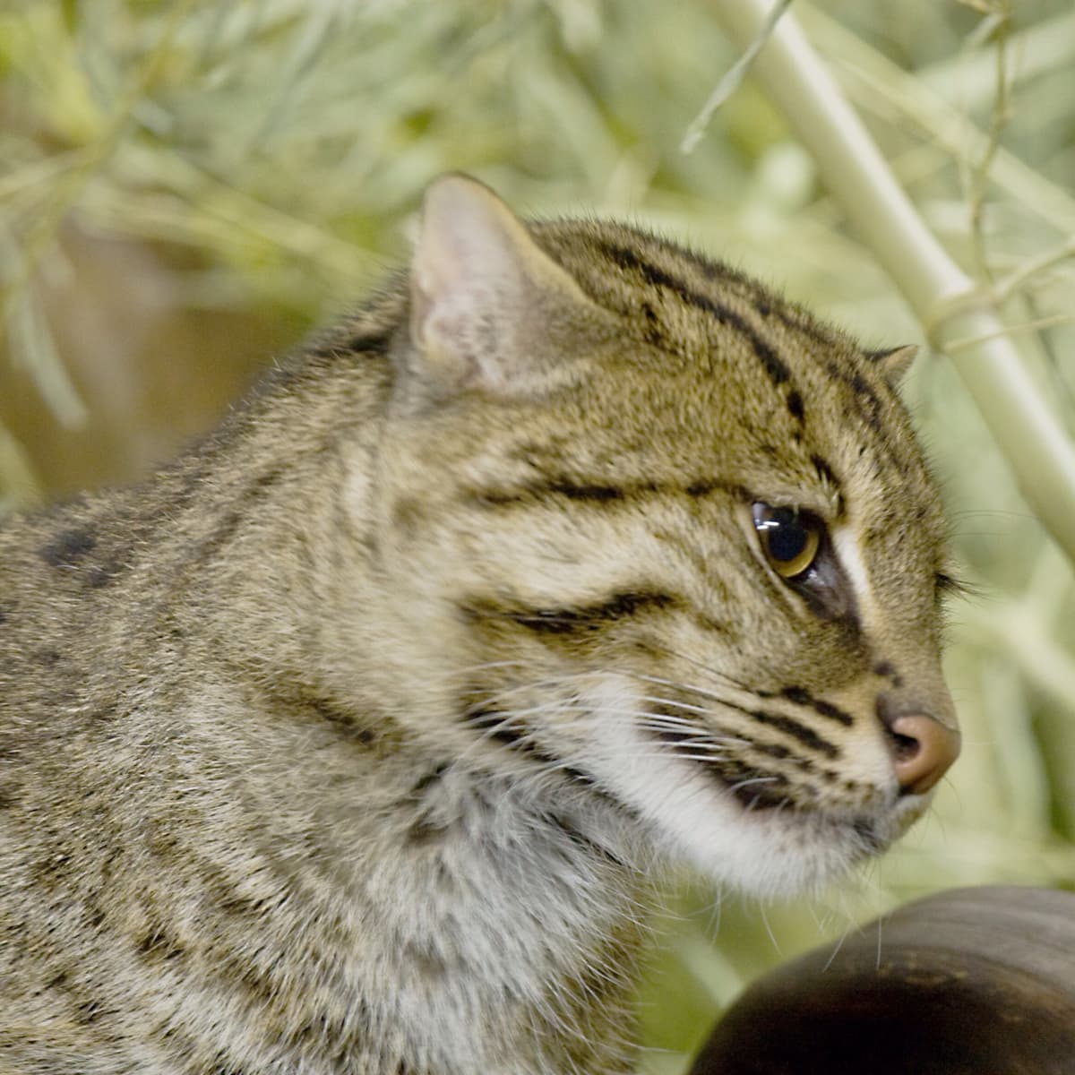The Fishing Cat: An Interesting and Vulnerable Animal in Asia