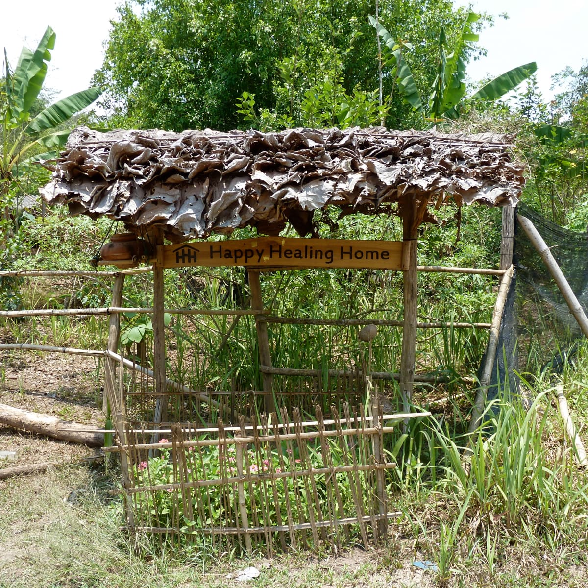 Organic Banana's  Glory Hills Homestead