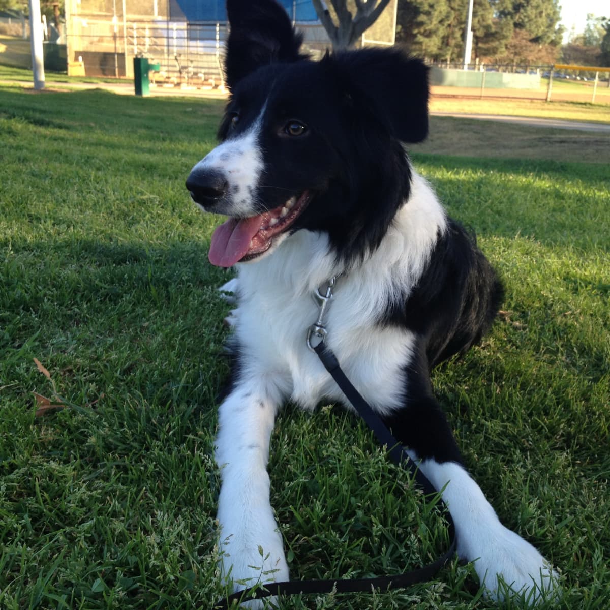 Are Border Collies Good Inside Dogs