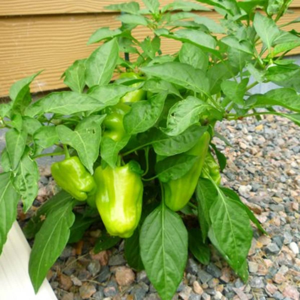 Types of Green Bell Pepper Plants 