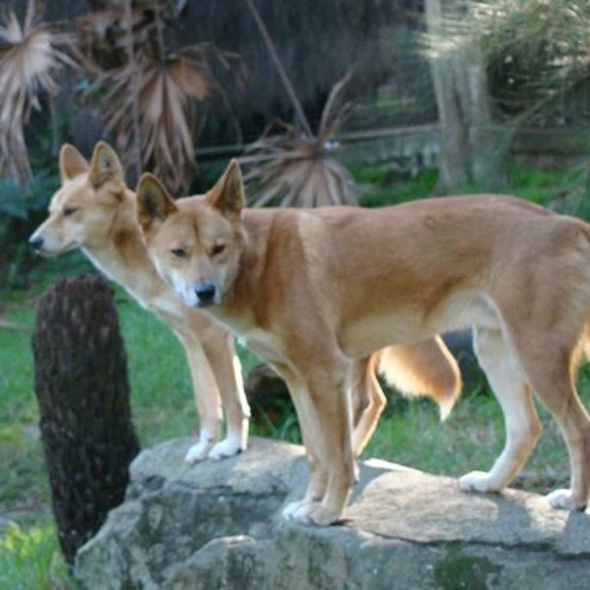 can dogs be part dingo