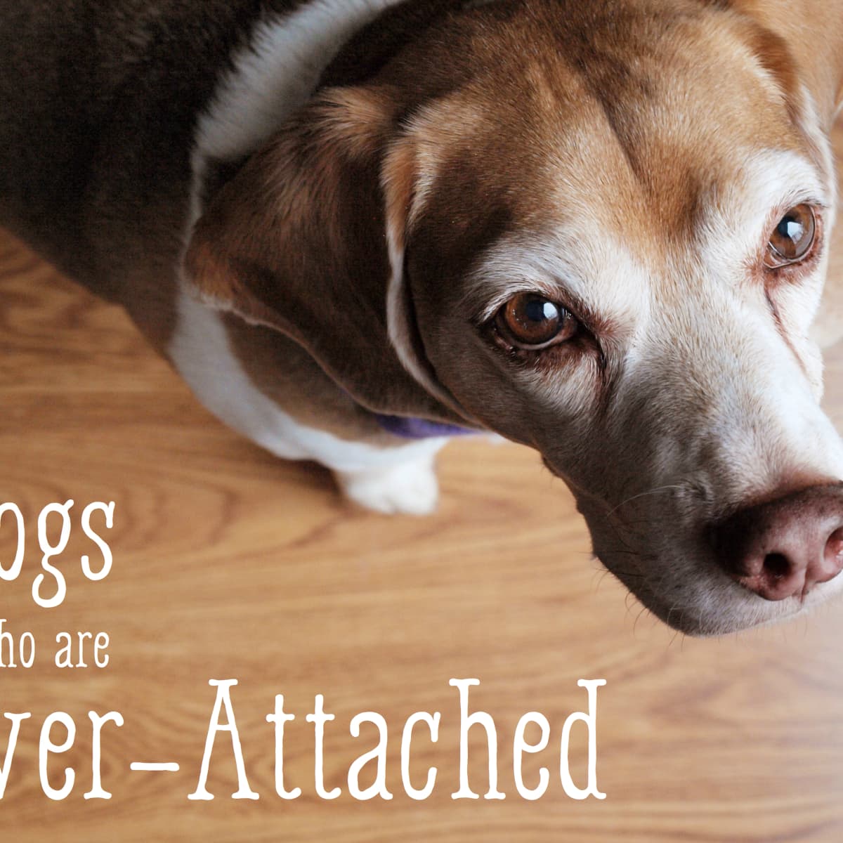 Helping Dogs Who Are Too Attached to Their Owners - PetHelpful