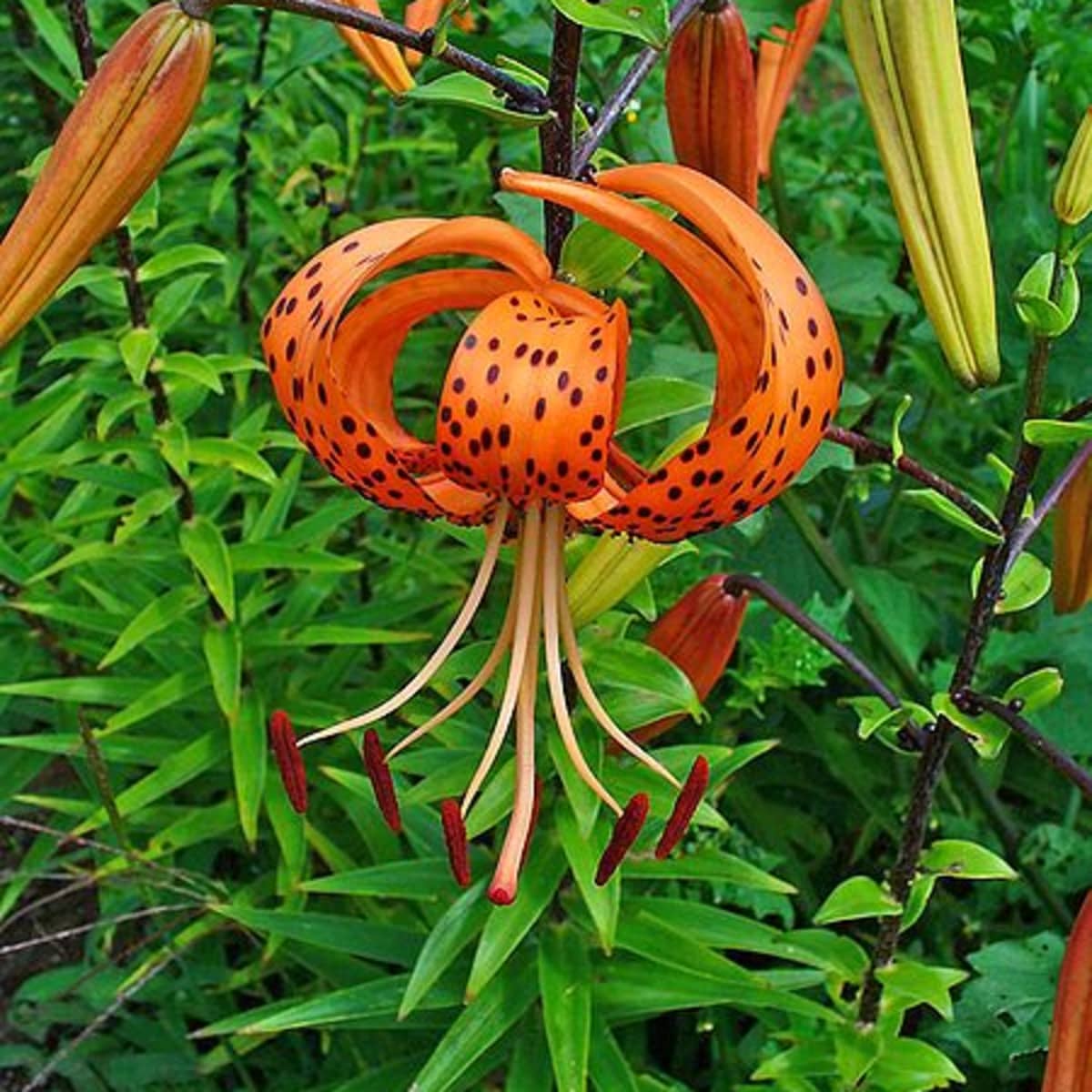 how to grow tiger lilies, a cottage garden favorite - dengarden