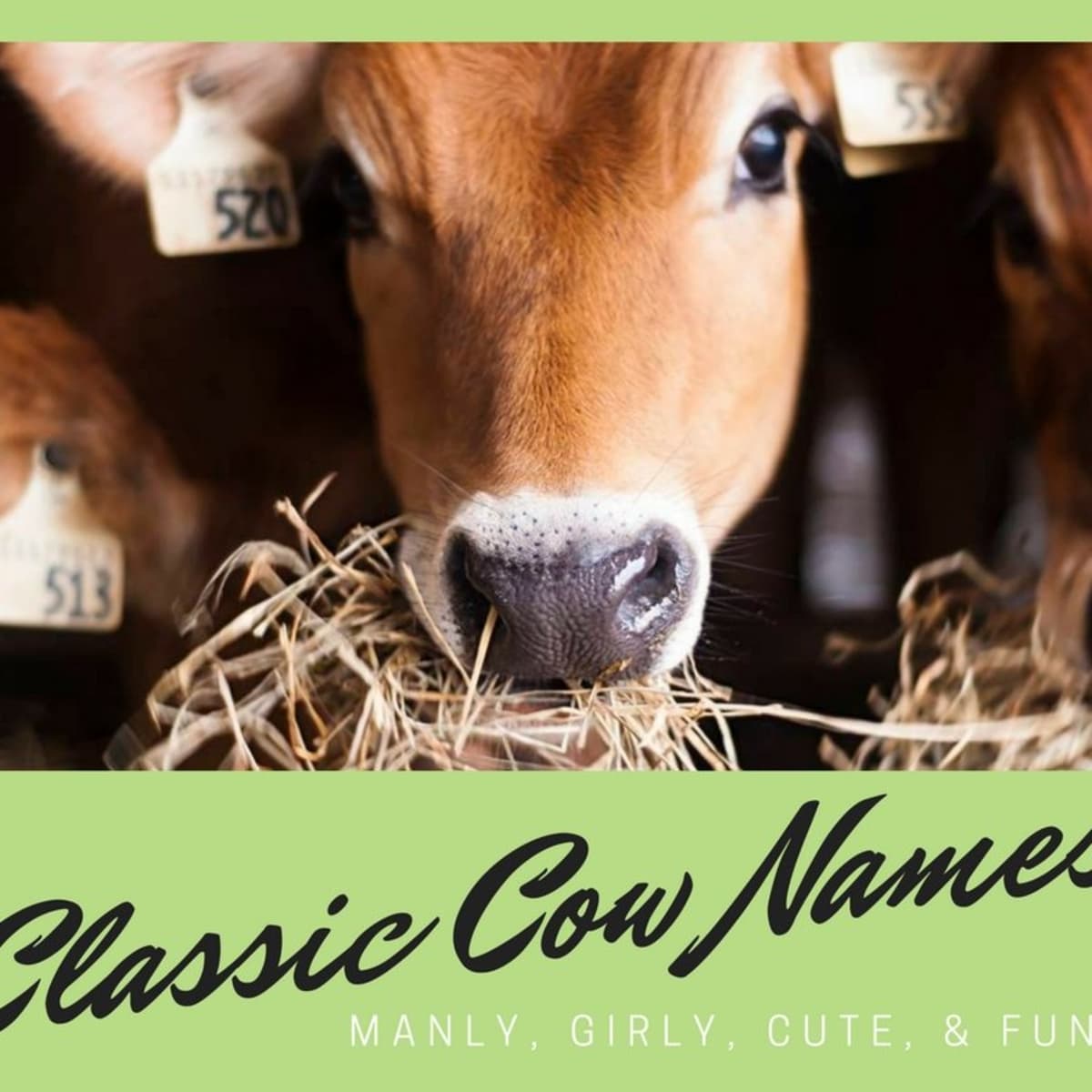 75 Classic Cow Names (From Annabelle to Sampson) - PetHelpful