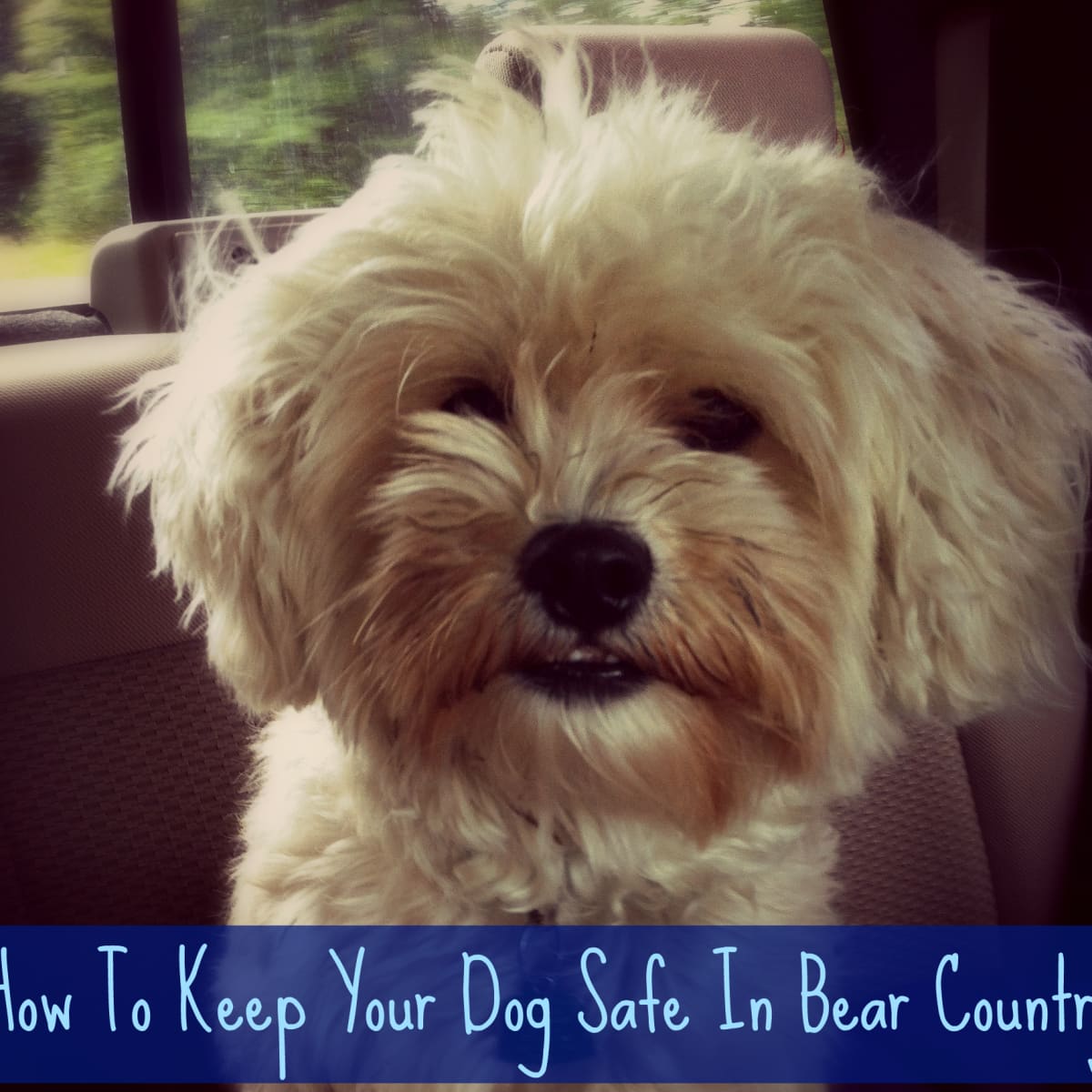 what to do if you see a bear with your dog